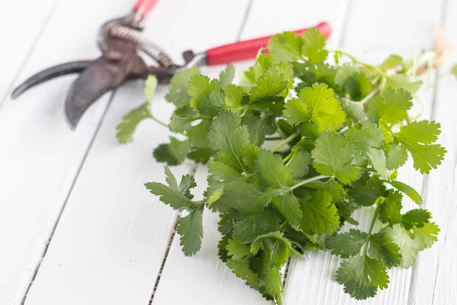 Fresh organic cilantros with hand pruner on white wood