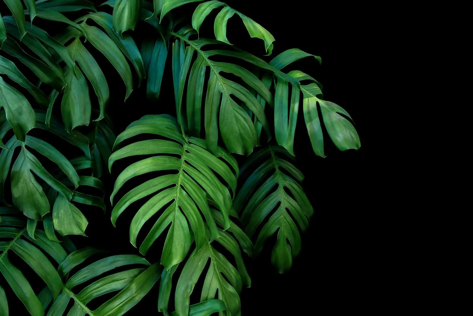 Green leaves of Monstera plant growing in wild
