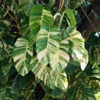 The variegated leaves of Giant Hawaiian Pothos climbing on top of a tree