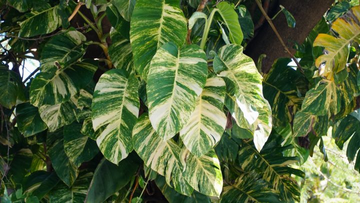 Hawaiian Pothos: Features, Care Guide, And Common Issues