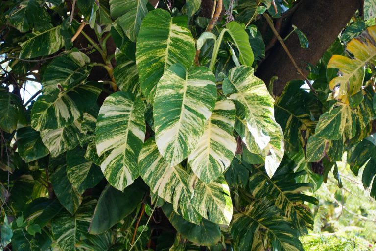 The variegated leaves of Giant Hawaiian Pothos climbing on top of a tree