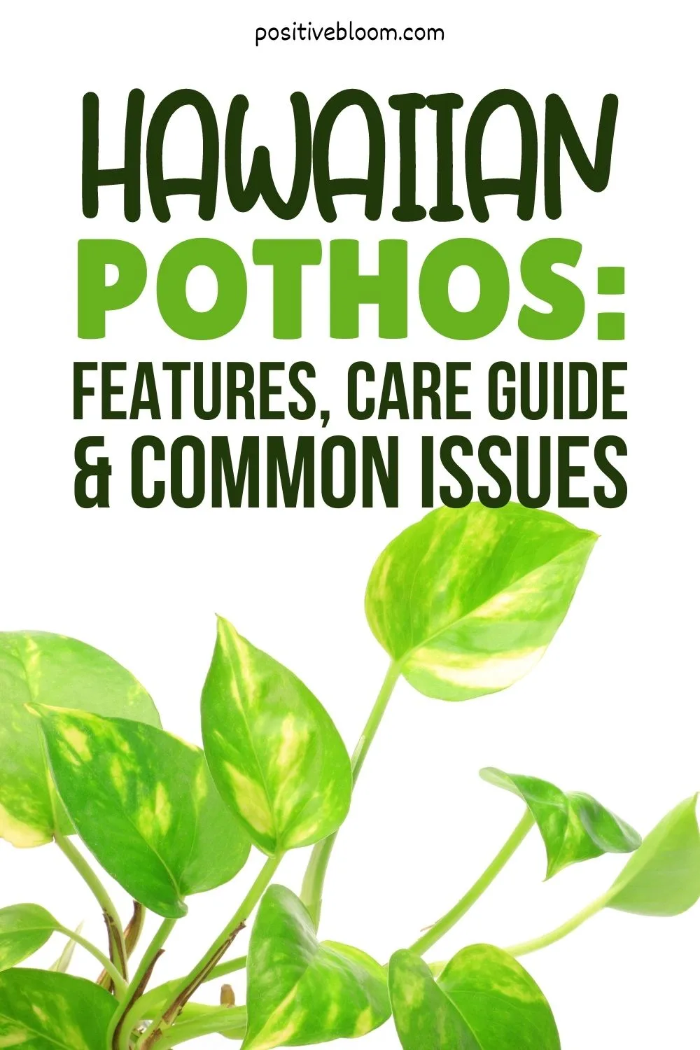 Hawaiian Pothos Features, Care Guide, And Common Issues Pinterest