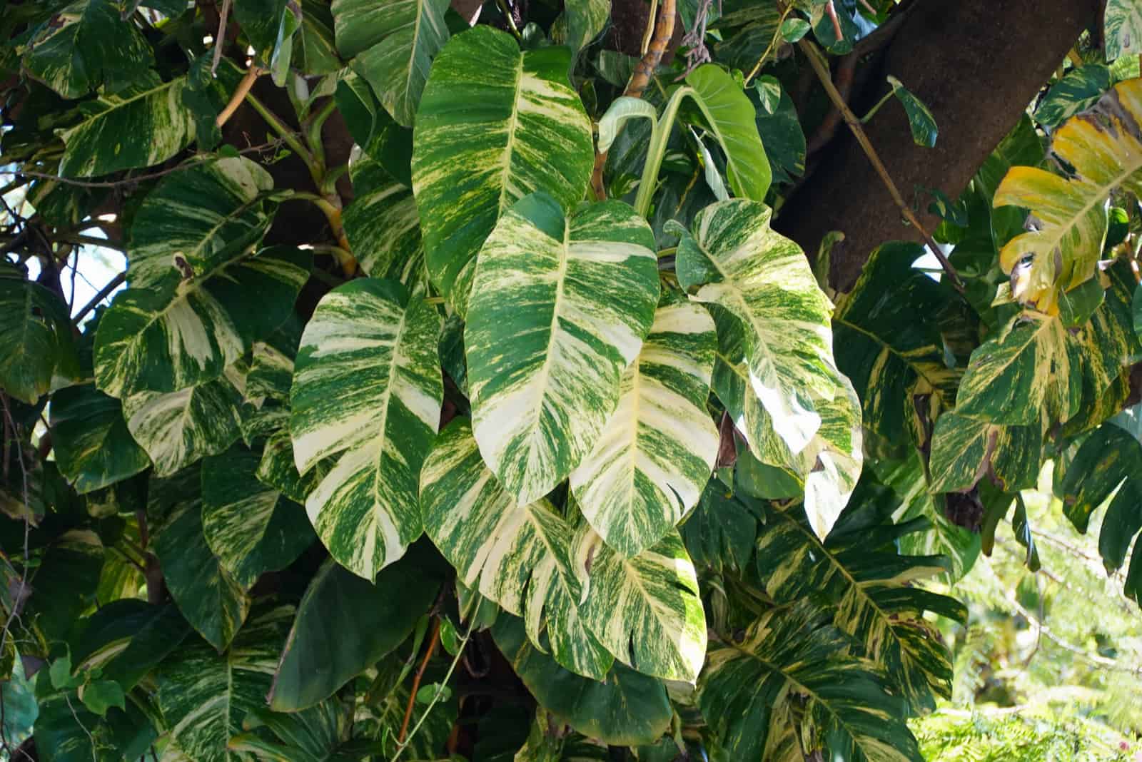 Hawaiian Pothos: Features, Care Guide, And Common Issues