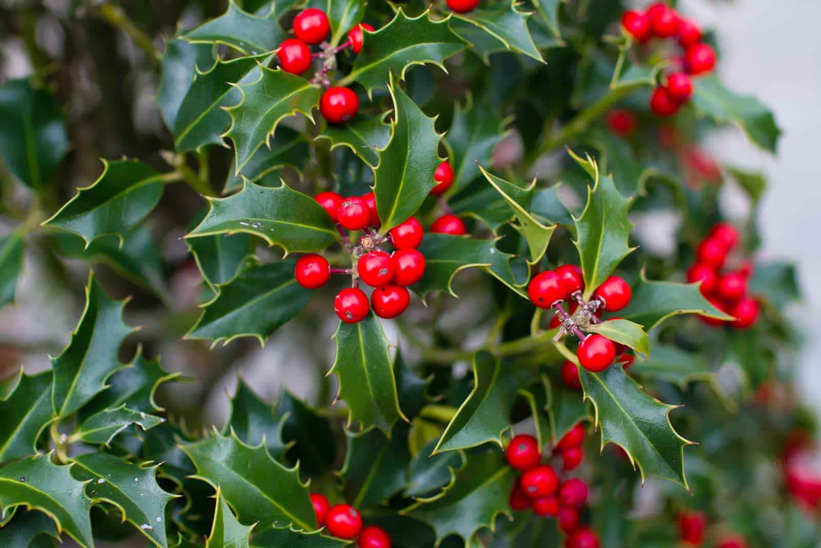 Holly plant