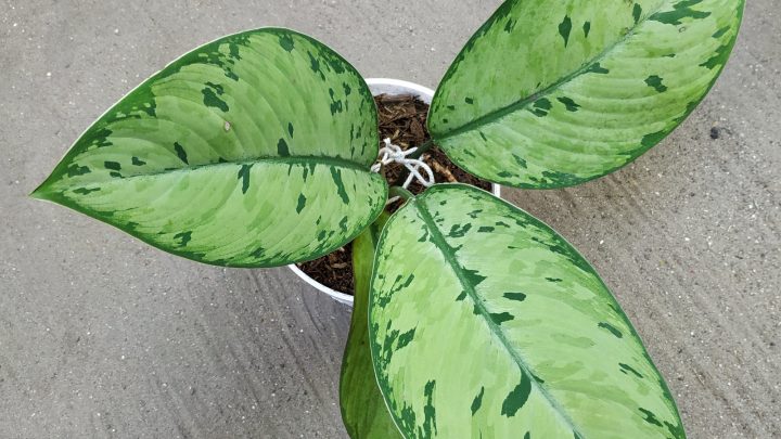 Homalomena Selby Care Guide: Our Plant Of The Day