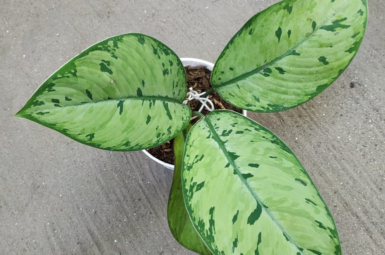 Homalomena Selby plant