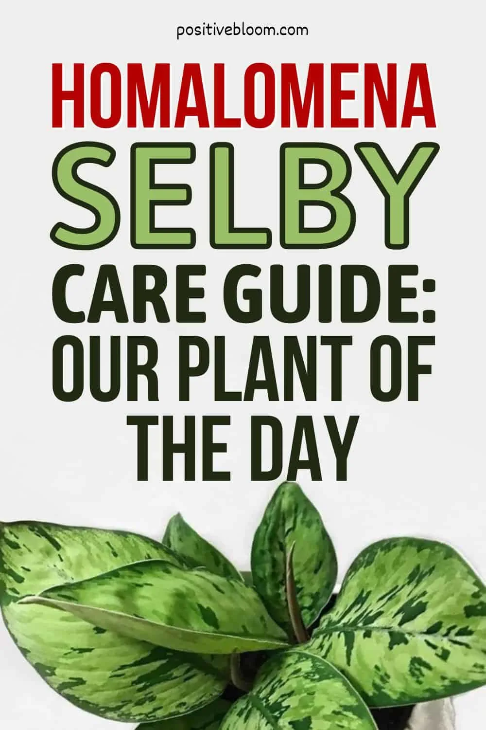 Homalomena Selby Care Guide Our Plant Of The Day Pinterest