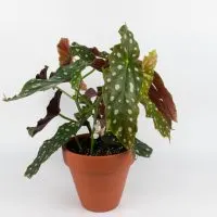 Begonia Maculata in pot