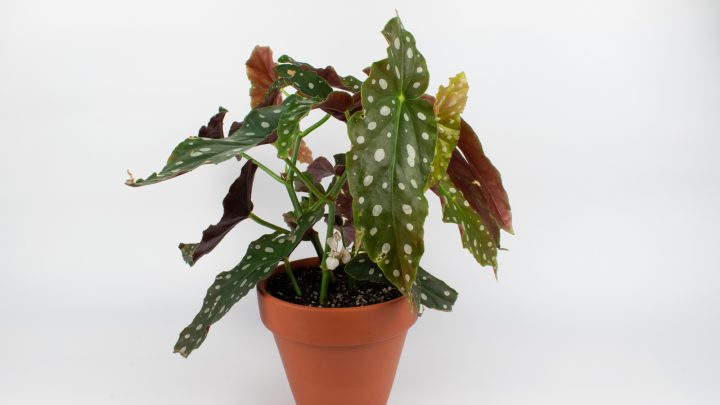 How And When To Propagate Begonia Maculata? Best Methods