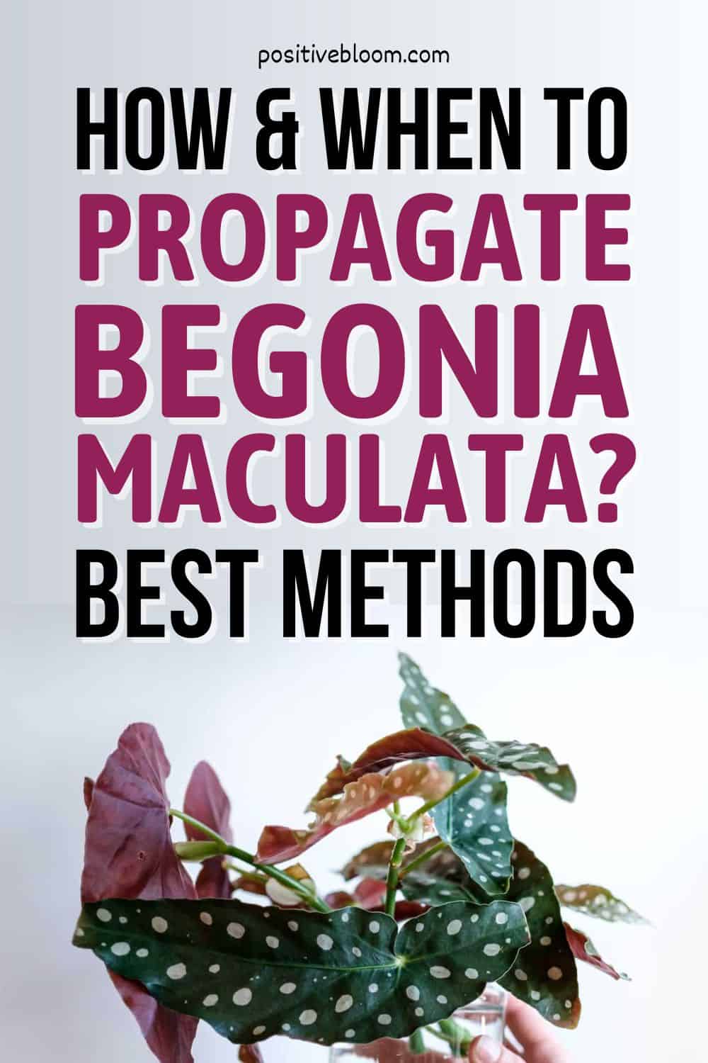 How And When To Propagate Begonia Maculata Best Methods Pinterest
