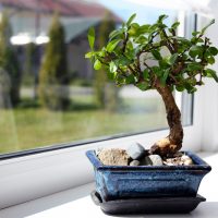 bonsai tree in a black pot