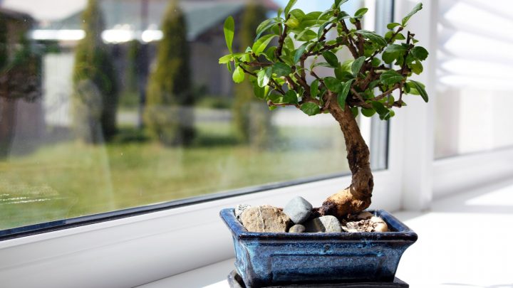 How Long Does It Take For Bonsai Tree To Grow? Find Out Here