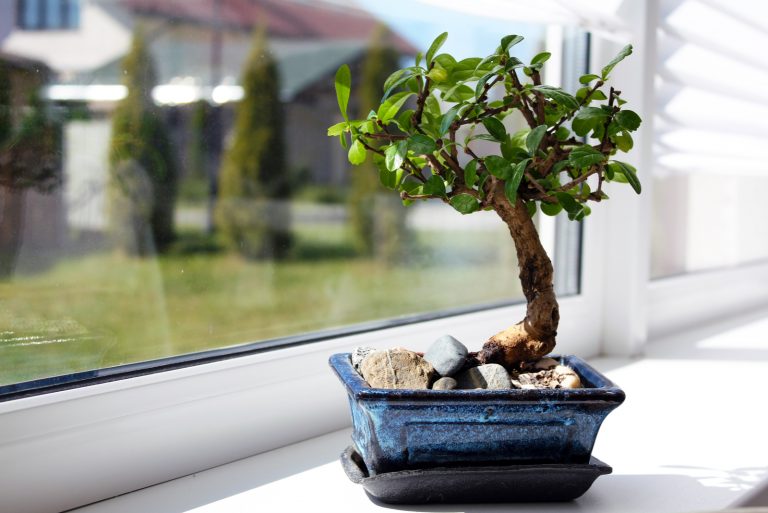 bonsai tree in a black pot