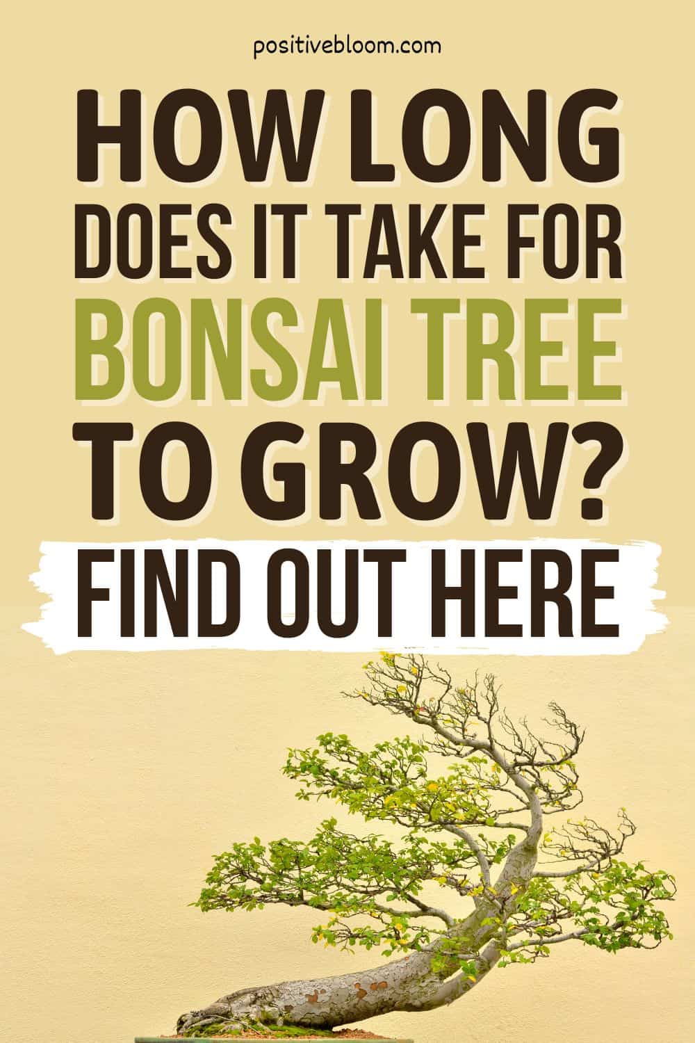 How Long Does It Take For Bonsai Tree To Grow Find Out Here Pinterest