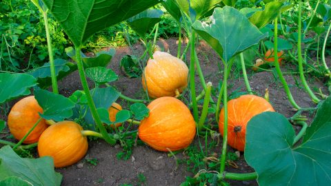 How Many Pumpkins Per Plant?