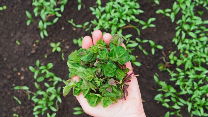 How To Get From Seeds To Cilantro Sprouts: All The Answers And More