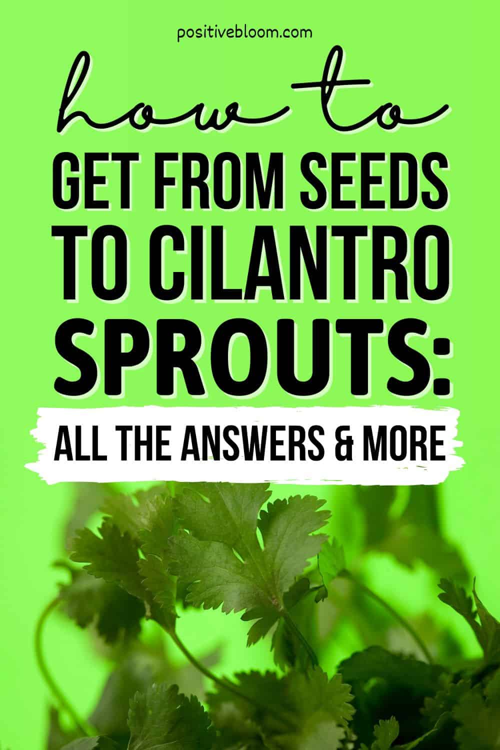 How To Get From Seeds To Cilantro Sprouts All The Answers And More Pinterest
