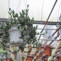 Ruby Necklace Succulent hangs in a pot