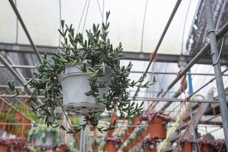 Ruby Necklace Succulent hangs in a pot
