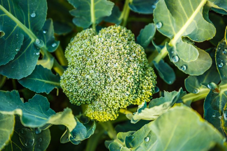 Broccoli in garden
