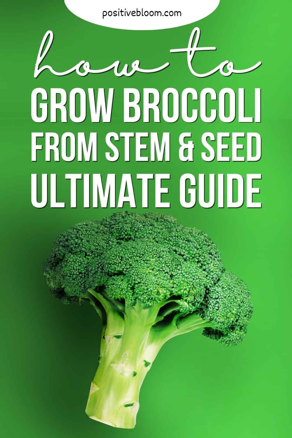 How To Grow Broccoli From Stem & Seed Ultimate Guide Pinterest