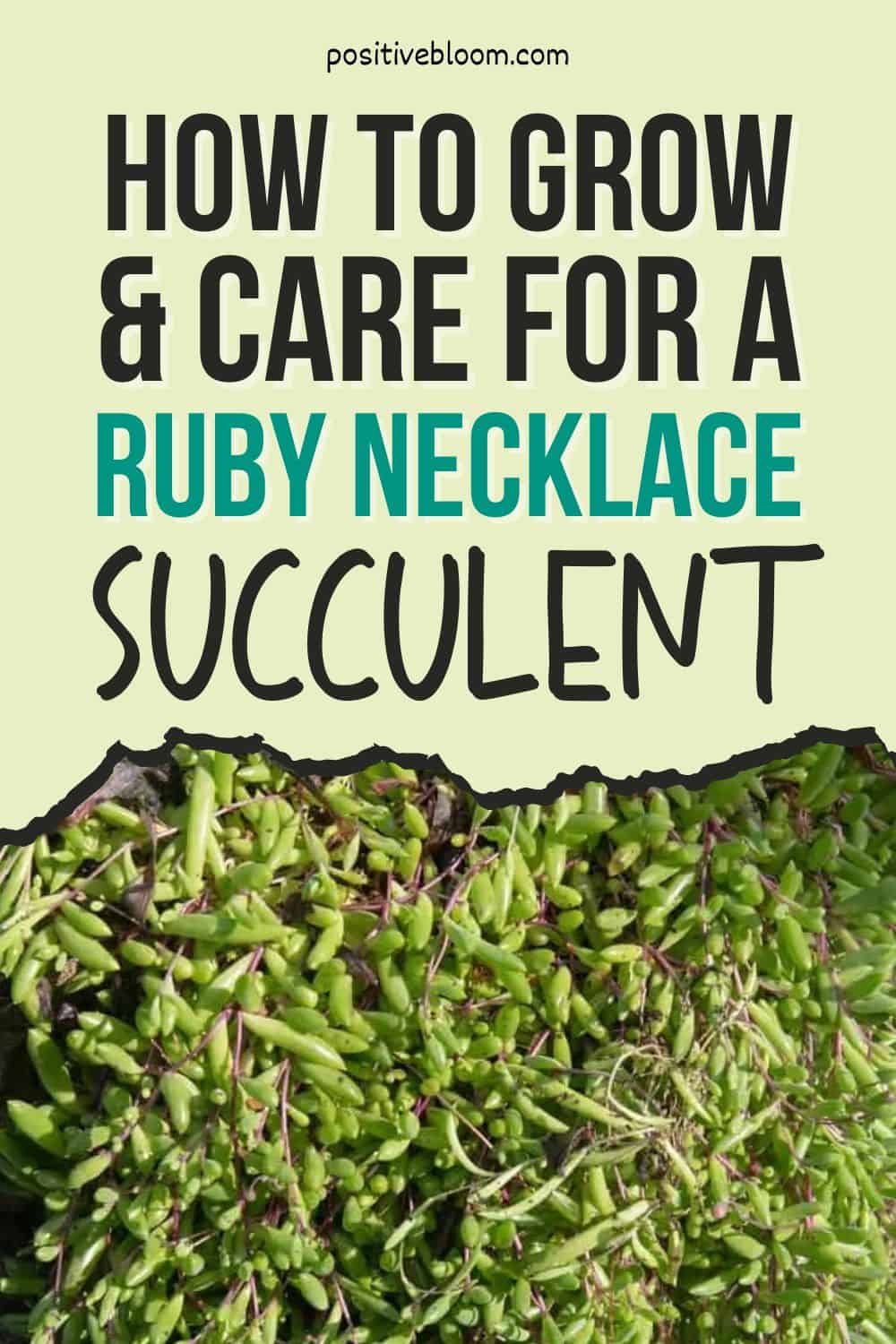 How To Grow & Care For A Ruby Necklace Succulent Pinterest
