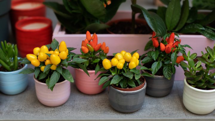 How To Grow Jalapenos In Pots: Best Tips And Care Guide