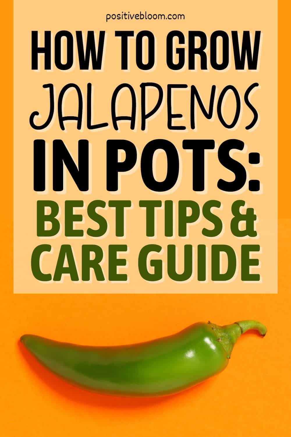 How To Grow Jalapenos In Pots Best Tips And Care Guide Pinterest