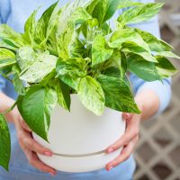 a woman holding a white flowerpot in her hand