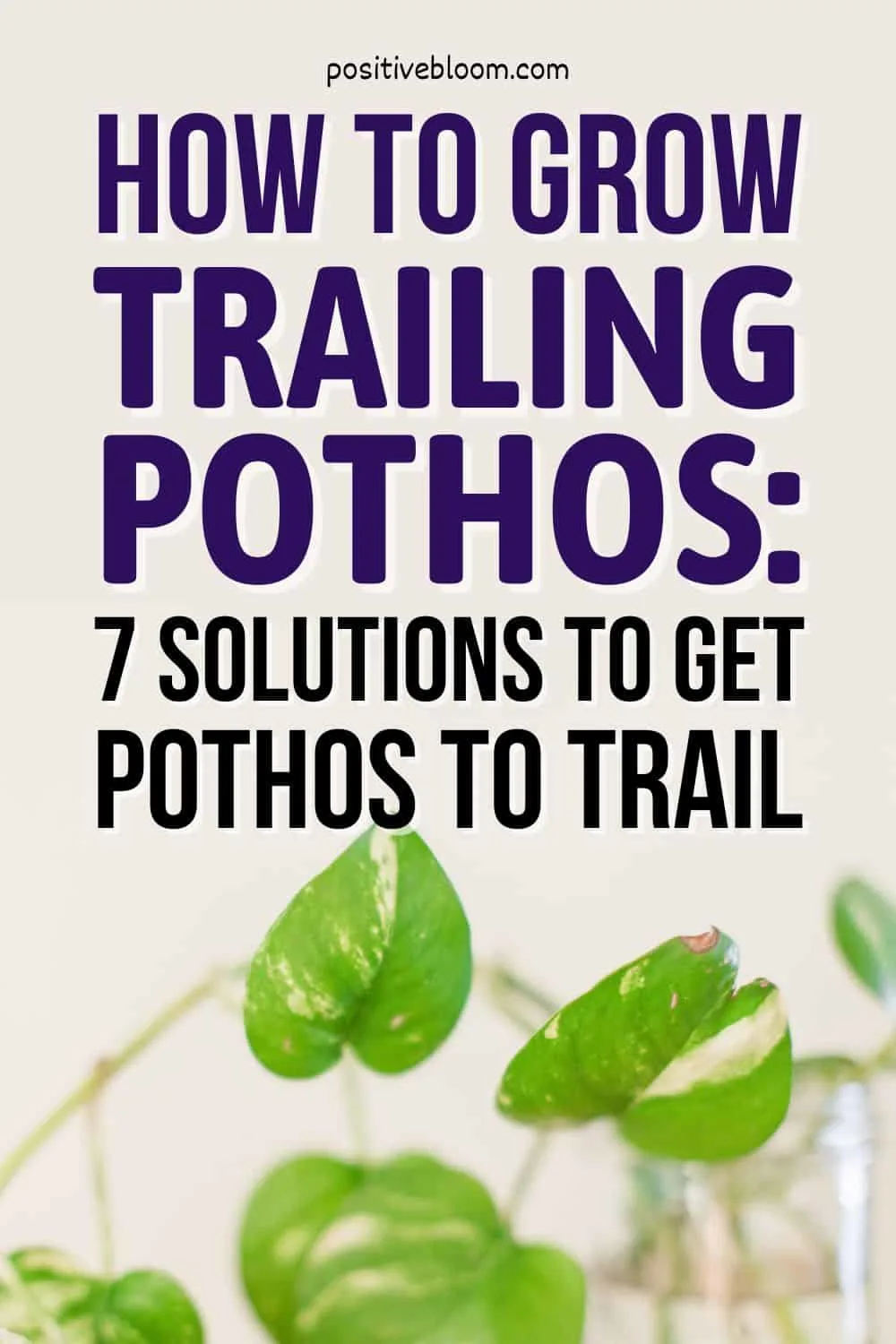 How To Grow Trailing Pothos 7 Solutions To Get Pothos To Trail Pinterest