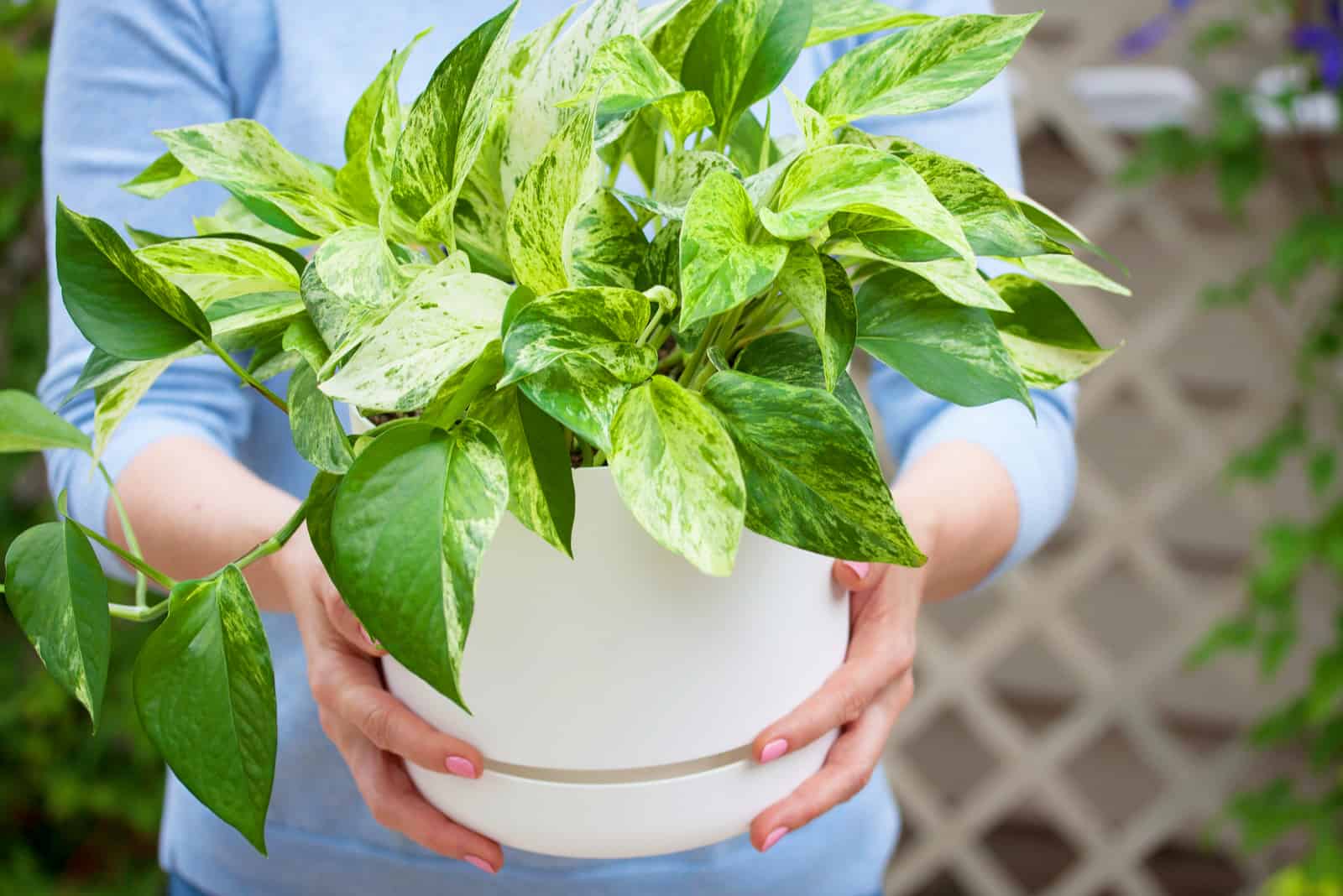 How To Grow Trailing Pothos: 7 Solutions To Get Pothos To Trail