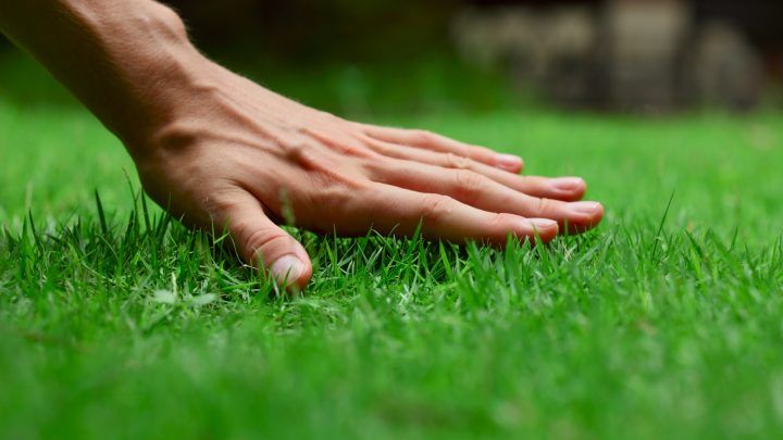 How To Make Lawn Green And Thick: Simple Methods And Handy Tips