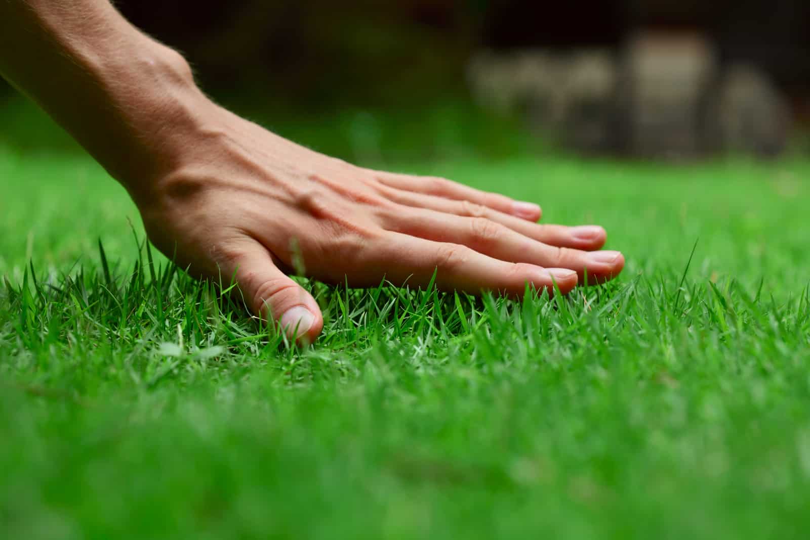 How To Make Lawn Green And Thick: Simple Methods And Handy Tips