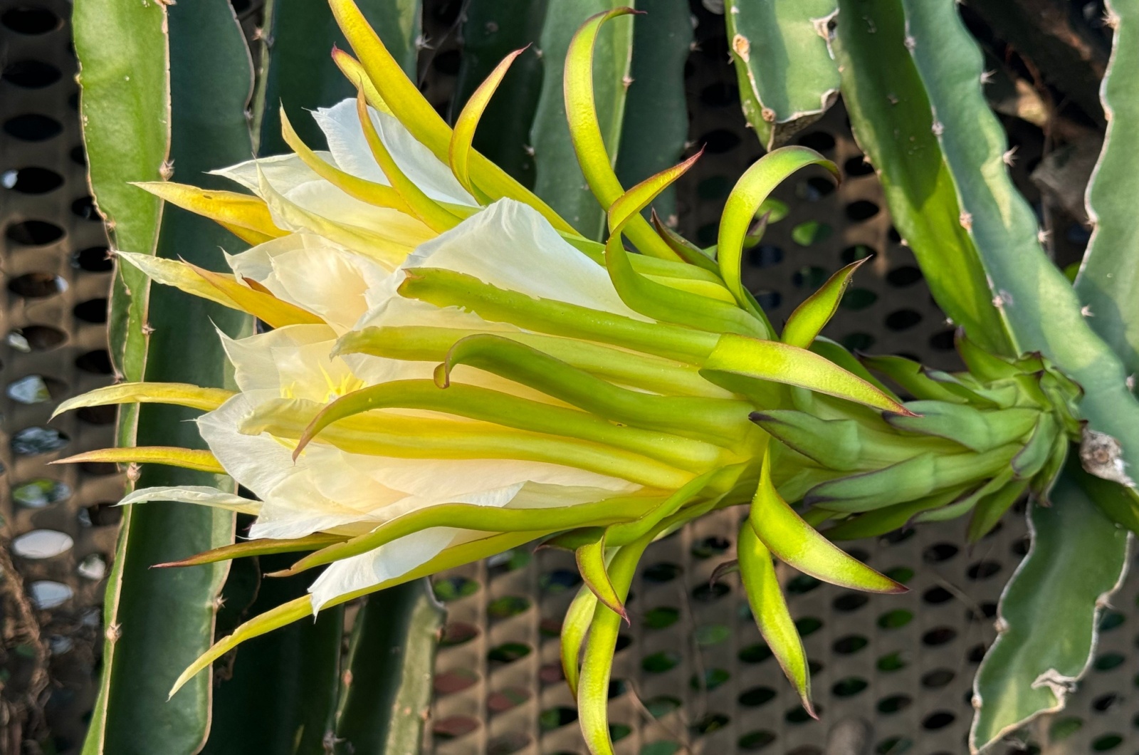 Hylocereus Undatus