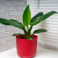 Imperial Green Philodendron in pot on table