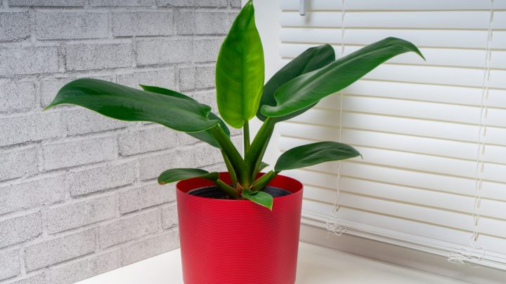 Imperial Green Philodendron: Ultimate Care Guide