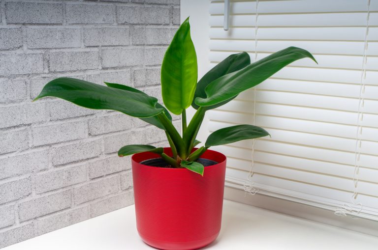 Imperial Green Philodendron in pot on table