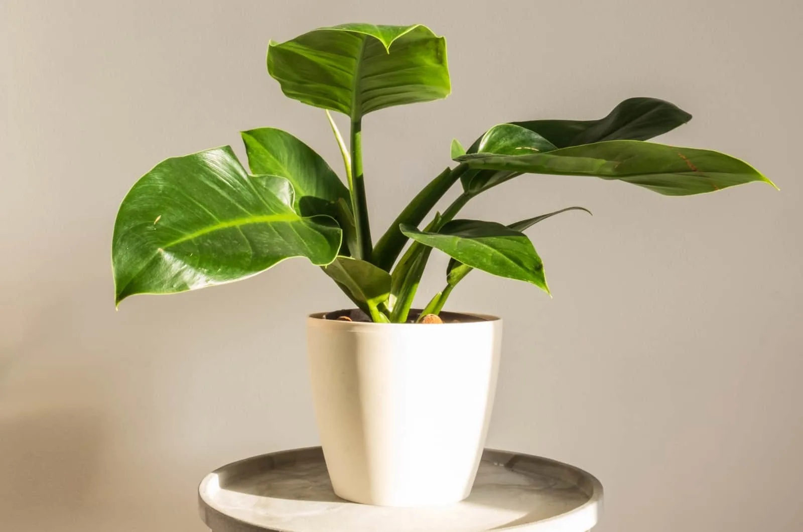 Imperial Green Philodendron in white pot on little table