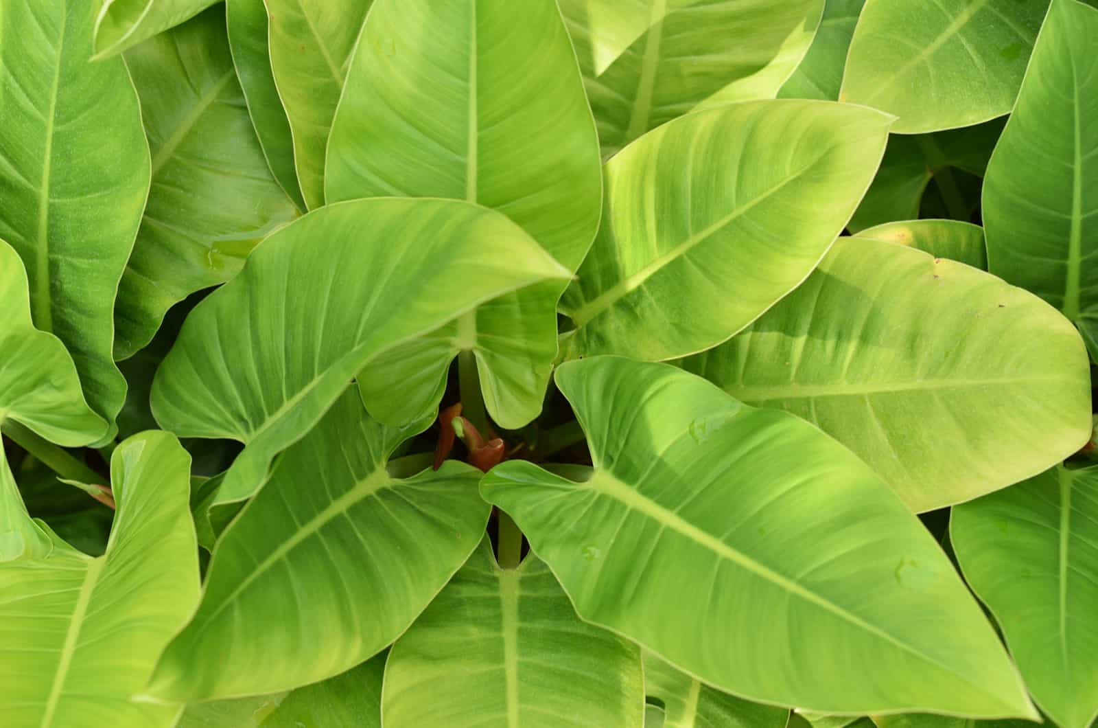 Imperial Green Philodendron leaves
