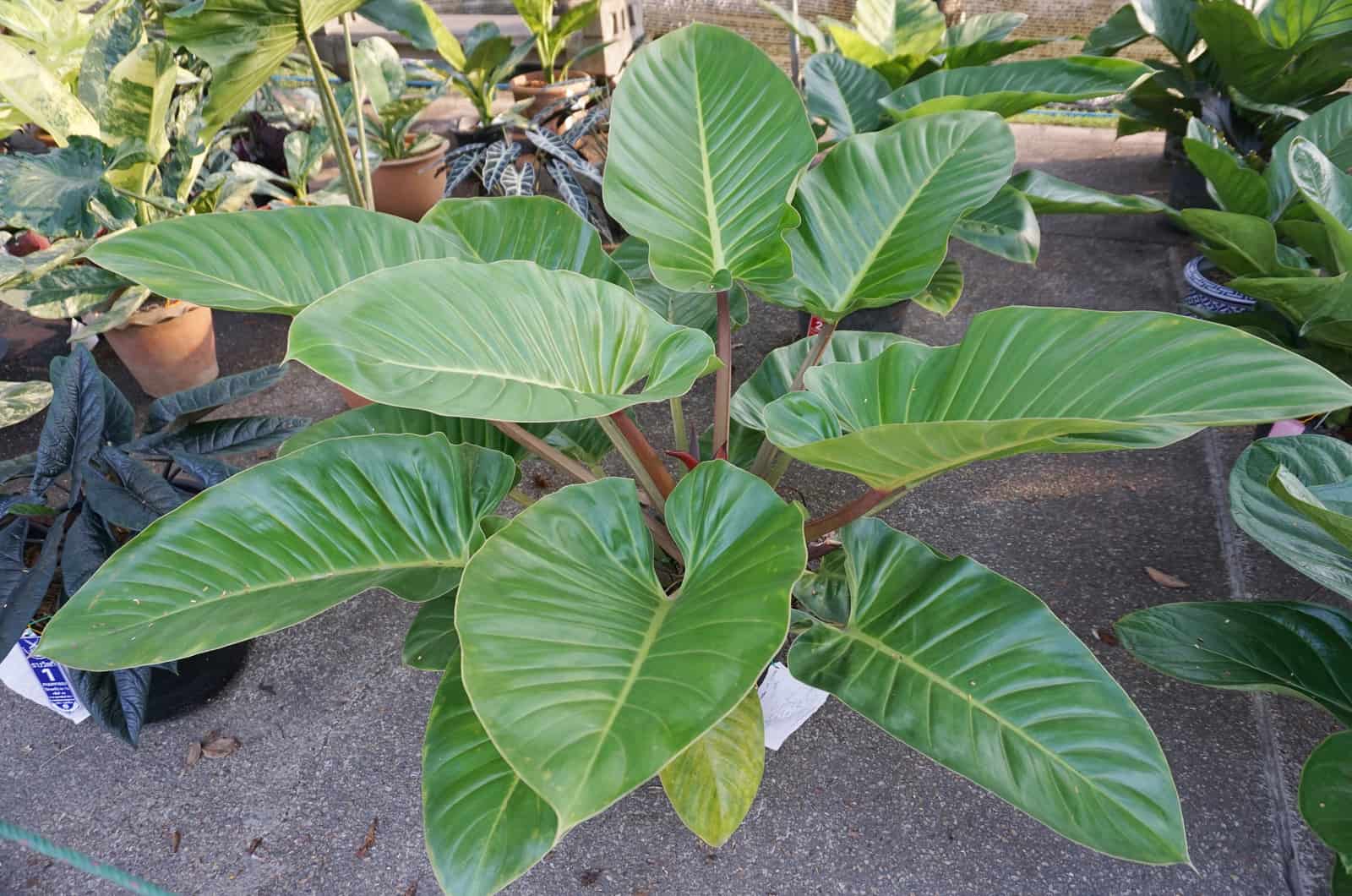 Imperial Green Philodendron on floor