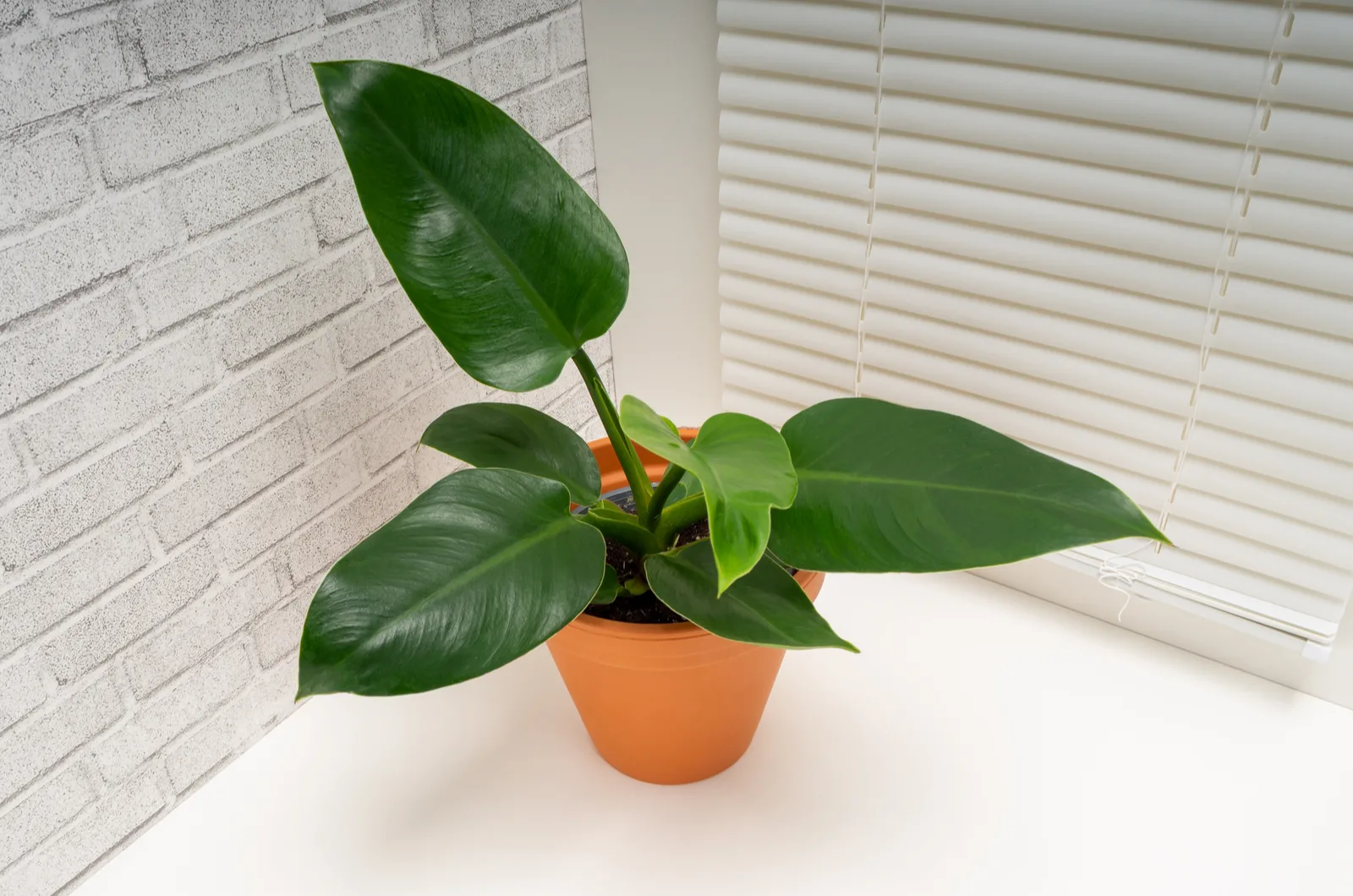 Imperial Green Philodendron on table