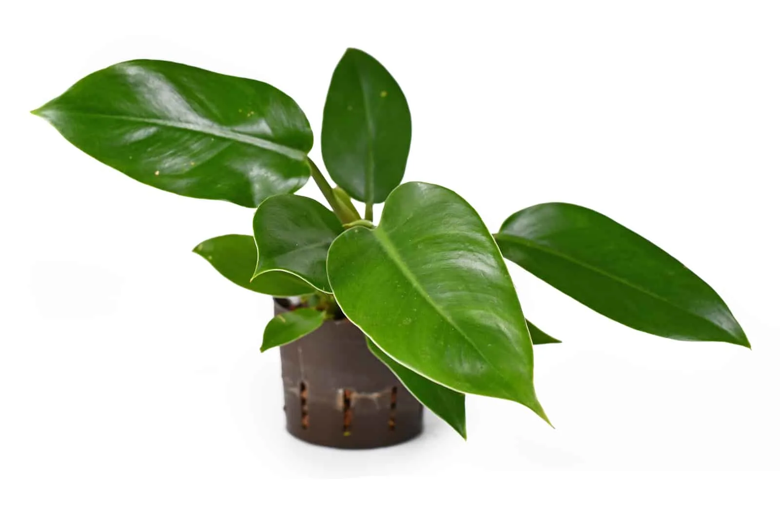 Imperial Green Philodendron with white background