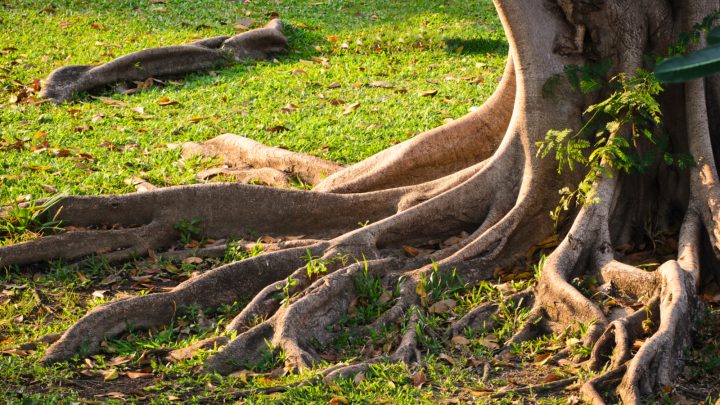 Killing Tree Roots With Bleach And Other Effective Methods