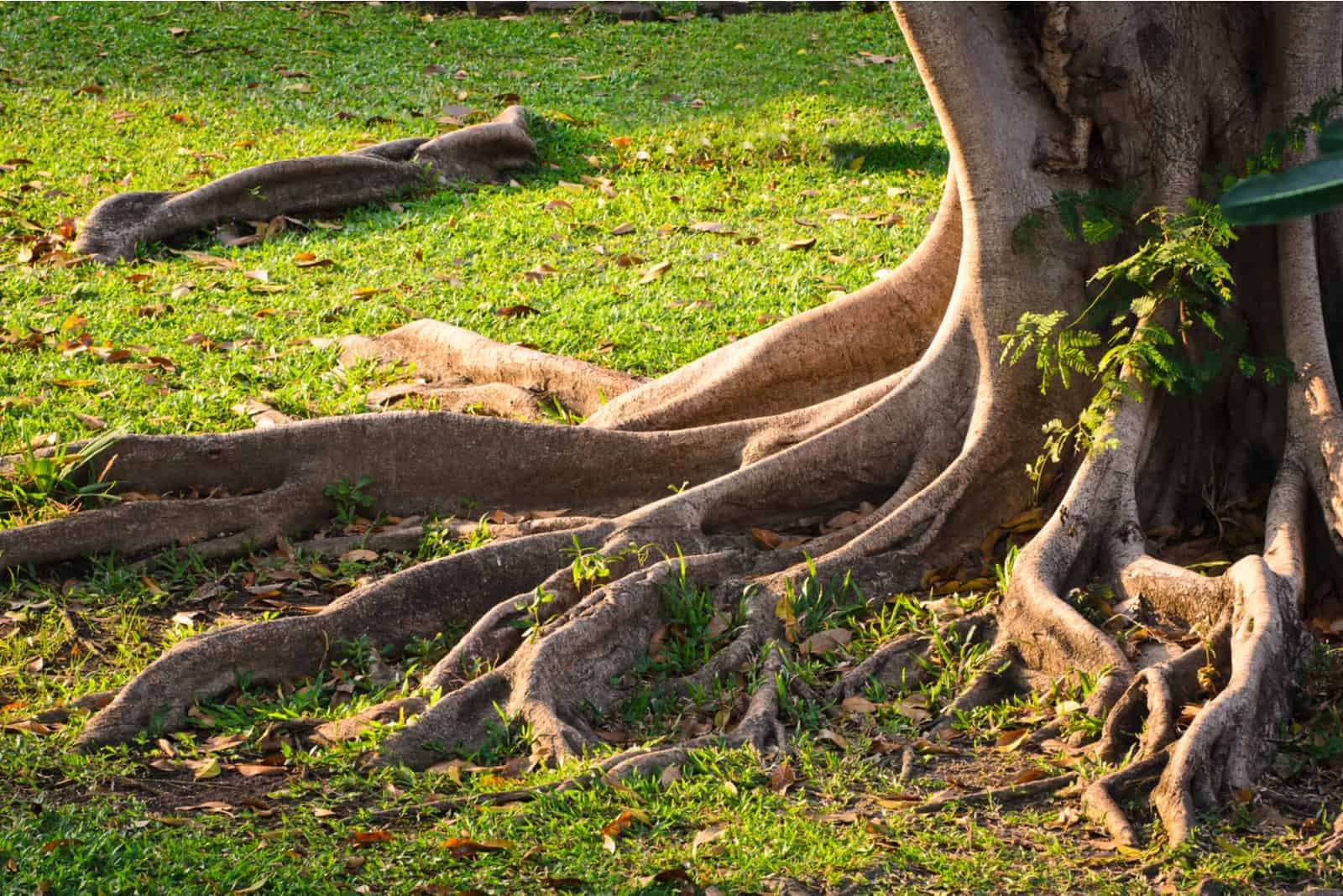 Copper Nails Kill Tree Roots Tutor Suhu