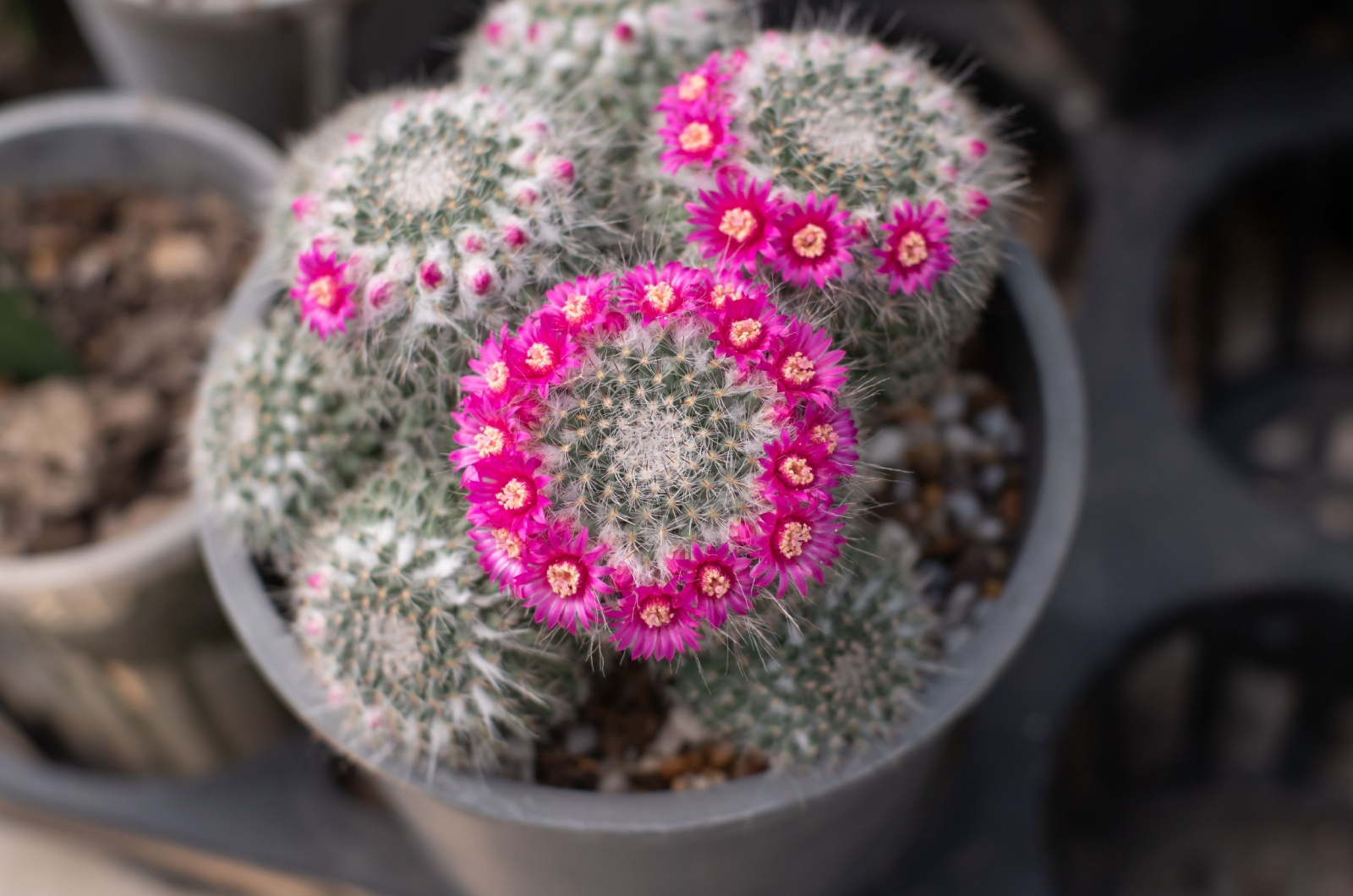 Mammillaria