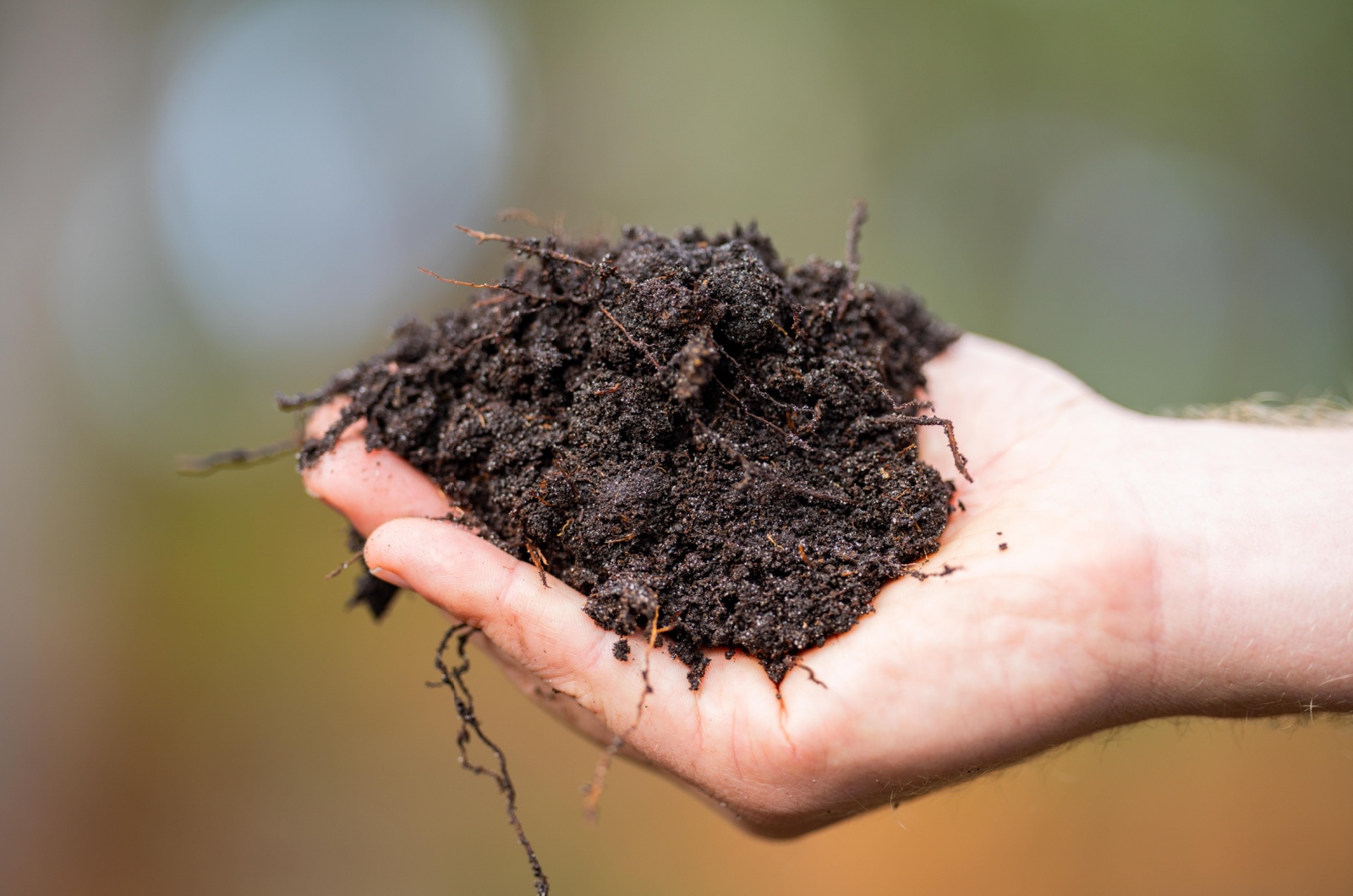 Mushroom Compost