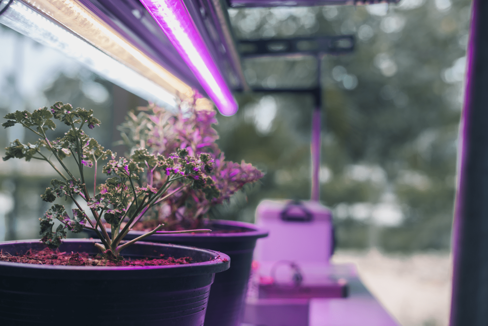 Need A Heat Lamp For Plants? Check Out Our Top 15 List