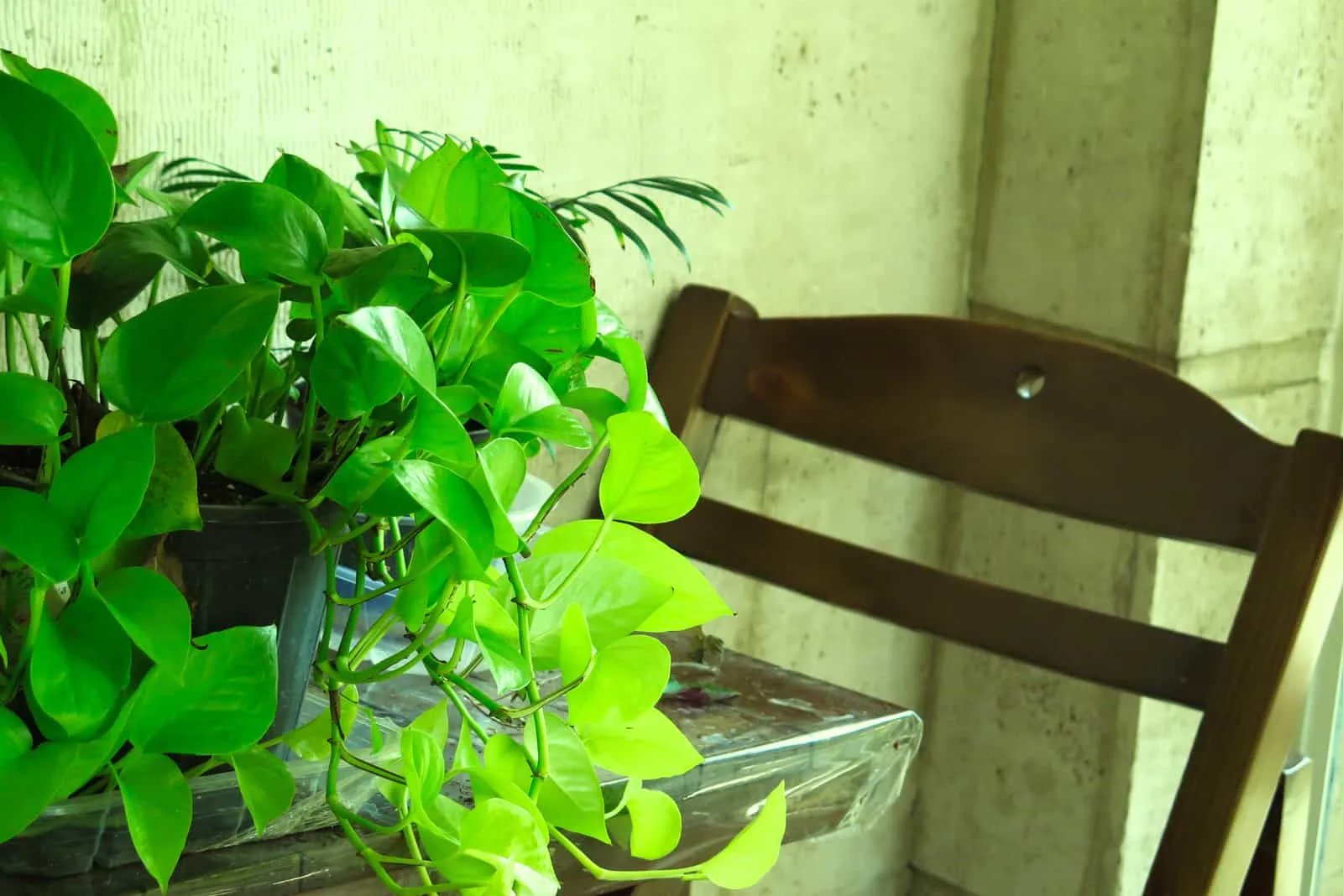 Neon Pothos in a pot on the table