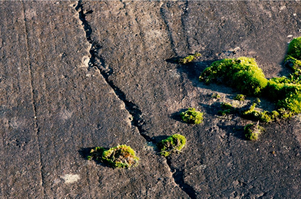 8 Ways To Kill Moss On Tarmac A Complete Guide