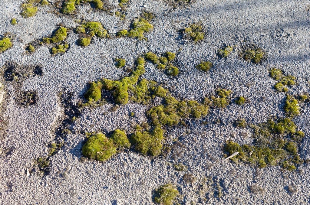 8 Ways To Kill Moss On Tarmac A Complete Guide